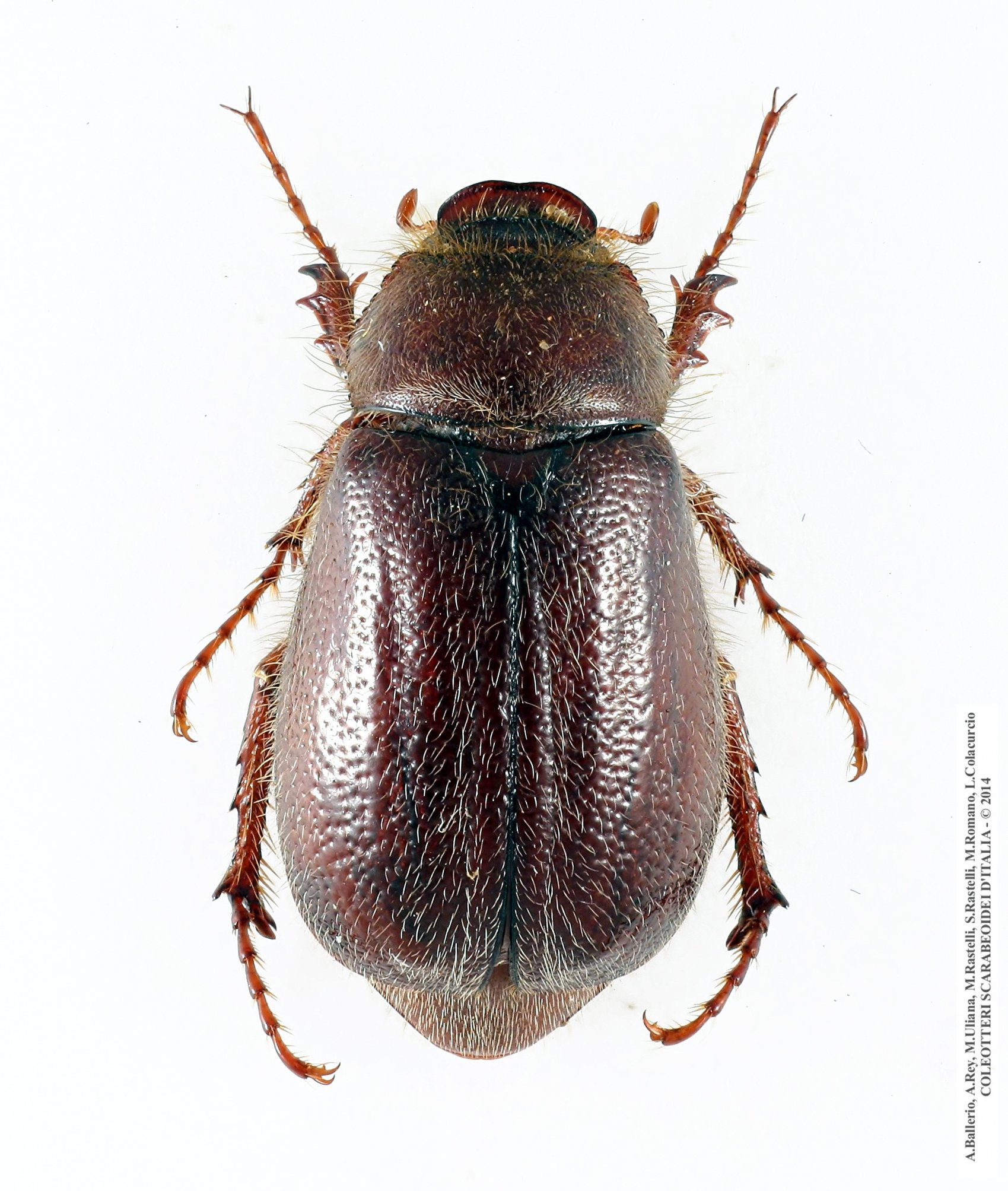 Aplidia massai, femmina